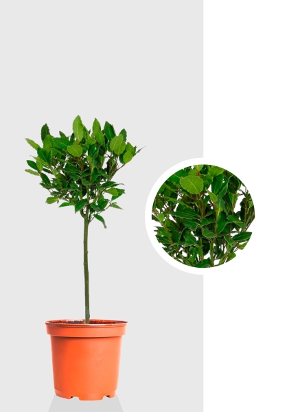 Лавр Нобилис на штамбе 21/100 см