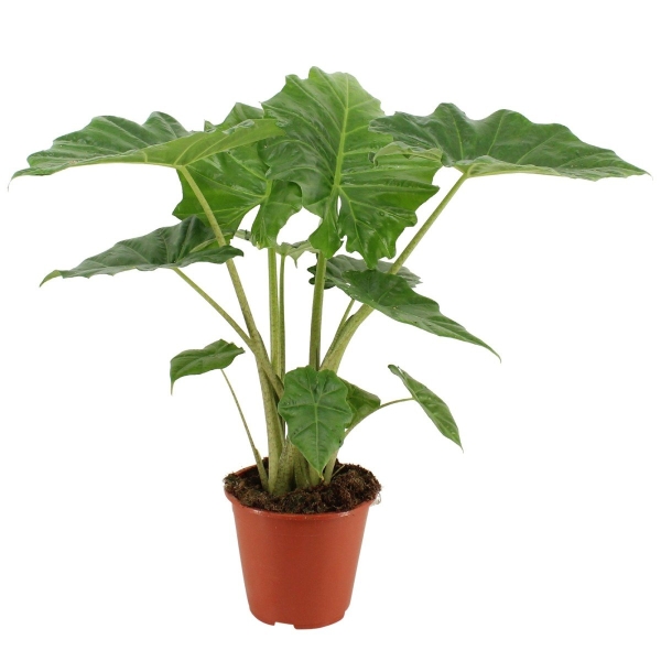 Алоказия Лоу Райдер 17/50 см