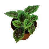 Пилея Moon Valley d9 см h12.5 см