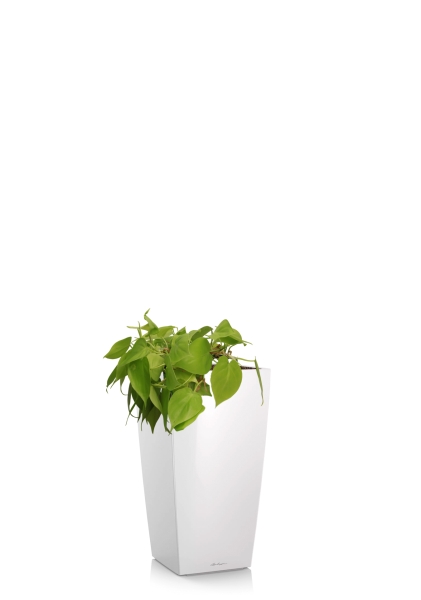 Филодендрон Лайм 15/40 см в CUBICO 22