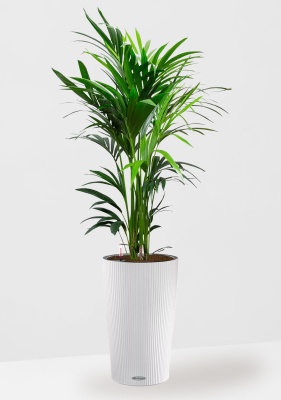 Ховея Кентия 27/160 см в CILINDRO 32, белый 