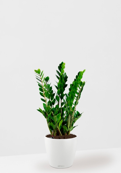 Замиокулькас 17/70 см в CLASSICO COLOR 21