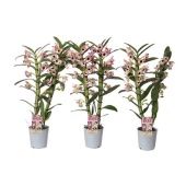 Дендробиум Nobile Sunny Eyes 2 ствола d12 см h65 см