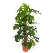 Монстера Делициоза на опоре d24 см h120 см тип 2