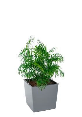 Хамедорея Элеганс 17/60 см в Juka 19x19, серый бетон