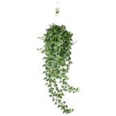 Хедера Anna d17 см h100 см