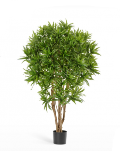 Драцена Рефлекса Ямайка