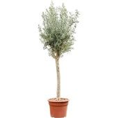 Олива европейская d48 см h230 см Олива европейская d48 см h230 см