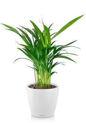 Хризалидокарпус Арека 14/60 в CLASSICO 18, белый