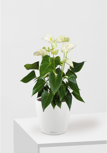 Антуриум Андрианум белый 17/60 см в CLASSICO COLOR 21