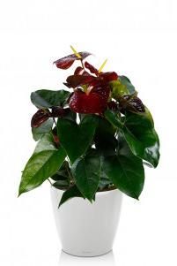 Антуриум шоколадный в CLASSICO LS 21 Антуриум шоколадный в CLASSICO LS 21