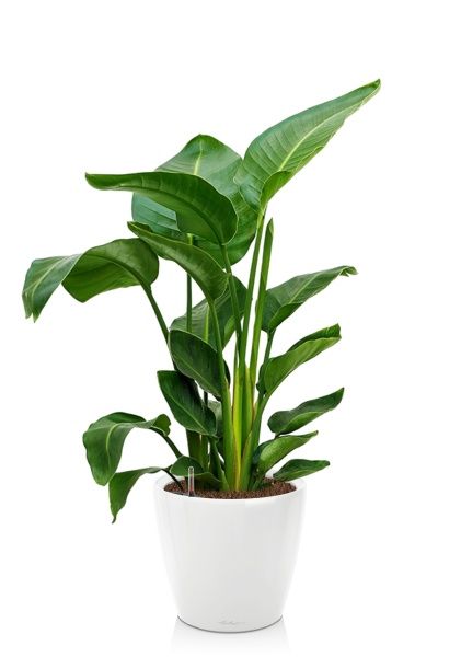 Стрелиция Николай 24/120 в CLASSICO LS 35 Стрелиция Николай 24/120 в CLASSICO LS 35