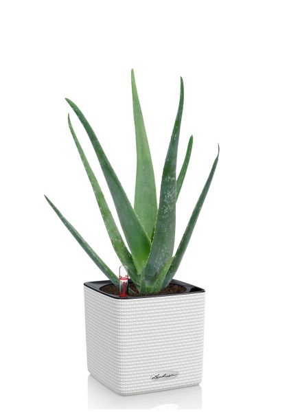 Алоэ Вера в CUBE 14