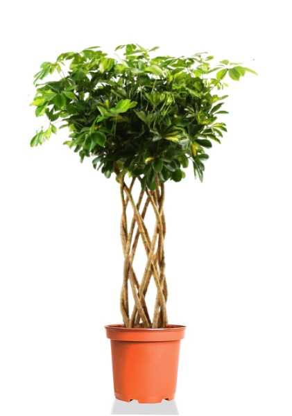 Шеффлера Голд Капелла d24 см h100 см