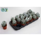 Котиледон суккулент Undulata d8.5 см h15 см Котиледон суккулент Undulata d8.5 см h15 см