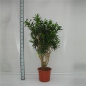 Драцена Рефлекса бранч d40 см h180 см Драцена Рефлекса бранч d40 см h180 см