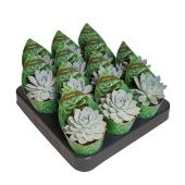 Эхеверия Subsessilis Potcover d6.5 см h10 см