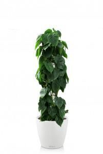 Филодендрон в CLASSICO COLOR 28 Филодендрон в CLASSICO COLOR 28