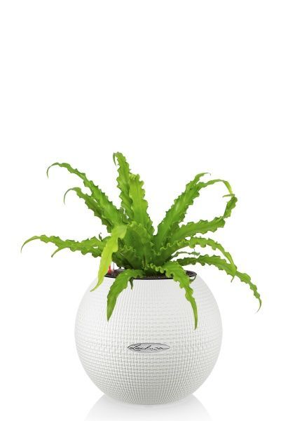 Асплениум Антикум Осака в PURO 20