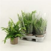 Папоротники микс d12 см h30 см тип 1 Папоротники микс d12 см h30 см тип 1