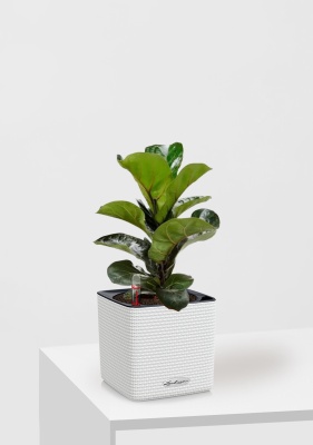 Фикус Лирата Бамбино 12/40 см в CUBE COLOR 14