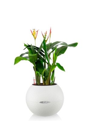 Геликония в PURO 20, белый