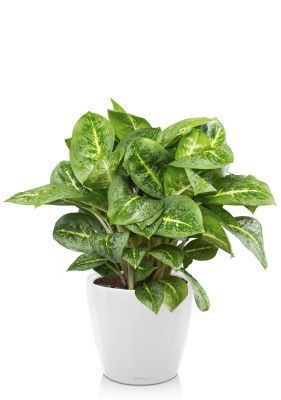 Аглаонема Лемон Минт CLASSICO LS 28 Белый блестящий 