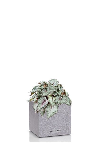 Бегония Белиф Хавайн Сильвер 13/25 см в CANTO STONE 14