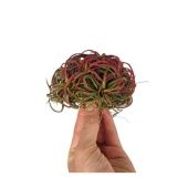 Тилландсия Ionantha Clumb Red d10 см h10 см Тилландсия Ionantha Clumb Red d10 см h10 см