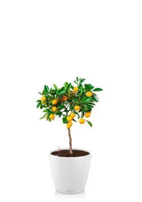 Цитрус Каламондин 19/60 см в CLASSICO COLOR 28, белый
