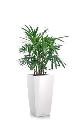 Рапис 21/90 см в CUBICO 30, белый блестящий