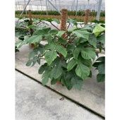 Филодендрон Squamiferum d24 см h120 см