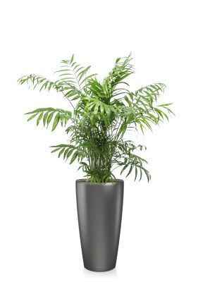 Хамедорея Элеганс 24/120 см в RONDO 32, антрацитовый металлик Хамедорея Элеганс 24/120 см в RONDO 32, антрацитовый металлик