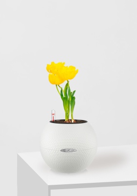 Тюльпан 7/15 см в PURO 20