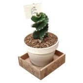 Кактус Цереус Спиралис в кашпо d14 см h15 см