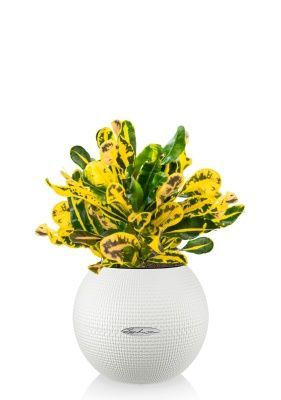 Кротон Еллоу в PURO 20, белый Кротон Еллоу в PURO 20, белый