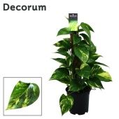 Эпипремнум Сциндапус на опоре d15 см h50 см тип 2 Эпипремнум Сциндапус на опоре d15 см h50 см тип 2