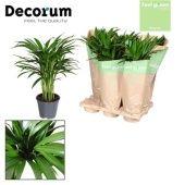 Хризалидокарпус Арека Feel Green d14 см h50 см тип 2 Хризалидокарпус Арека Feel Green d14 см h50 см тип 2