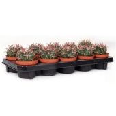 Ферокактус d10.5 см h18 см Ферокактус d10.5 см h18 см