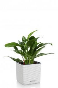 Аглаонема Мария в CUBE COLOR 14