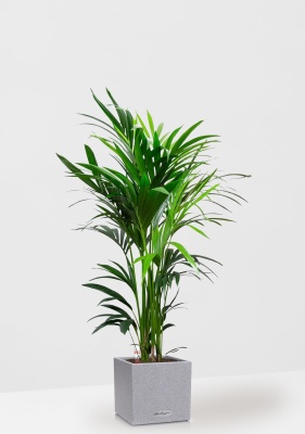 Ховея Кентия 27/160 см в CANTO STONE LOW 30, серый камень