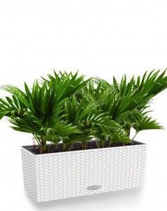 Ливистона Cottage 50/45 см, белый