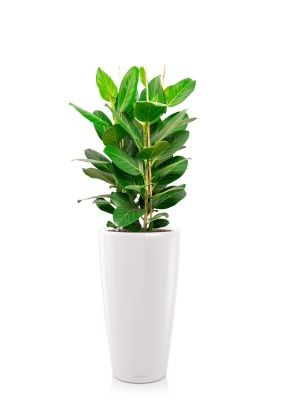 Фикус Бенгальский 3 ствола 27/90 см в RONDO 32, белый блестящий