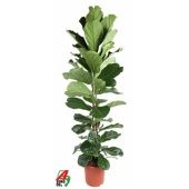 Фикус Лирата 2 ствола d32 см h210 см Фикус Лирата 2 ствола d32 см h210 см