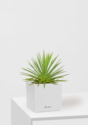 Агава Нана в CANTO STONE 14, песочный белый