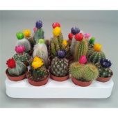 Кактусы с накладными цветами d5.5 см h5 см Кактусы с накладными цветами d5.5 см h5 см