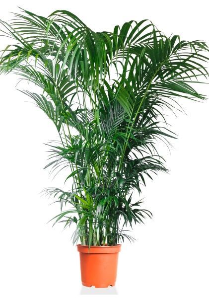 Ховея Кентия 50/260 см