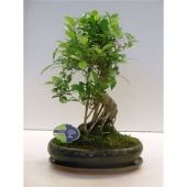 Фикус бонсай Ретуза в керамике S форма d29 см h45 см тип 1 Фикус бонсай Ретуза в керамике S форма d29 см h45 см тип 1