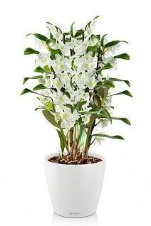 Орхидея Дендробиум CLASSICO 21/55 см, белый
