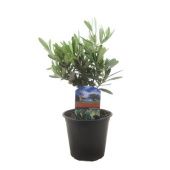 Олива европейская d14 см h30 см